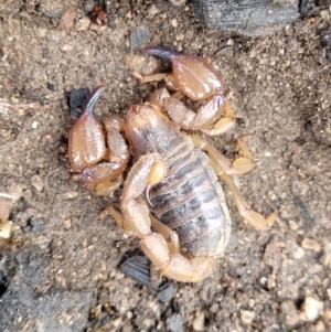 Urodacus manicatus at Stromlo, ACT - 24 Nov 2021