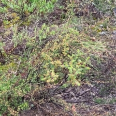 Leptospermum multicaule at Stromlo, ACT - 24 Nov 2021