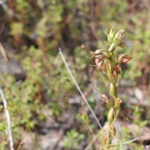 Oligochaetochilus hamatus at Tralee, NSW - suppressed