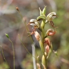 Oligochaetochilus hamatus at Tralee, NSW - suppressed