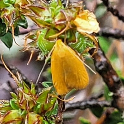 Eulechria electrodes (Yellow Eulechria Moth) at Piney Ridge - 24 Nov 2021 by tpreston