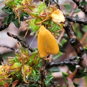 Eulechria electrodes at Stromlo, ACT - 24 Nov 2021