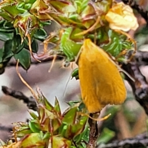 Eulechria electrodes at Stromlo, ACT - 24 Nov 2021