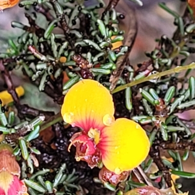 Dillwynia phylicoides (A Parrot-pea) at Stromlo, ACT - 24 Nov 2021 by tpreston