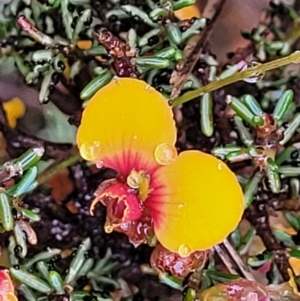 Dillwynia phylicoides at Stromlo, ACT - 24 Nov 2021