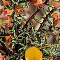 Dillwynia phylicoides at Stromlo, ACT - 24 Nov 2021