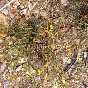 Dillwynia phylicoides at Stromlo, ACT - 24 Nov 2021