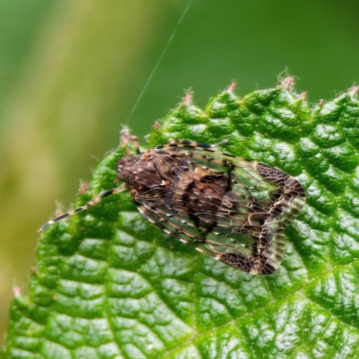 Dipsiathus obscurifrons (Achilid planthopper) at Acton, ACT - 23 Nov 2021 by DPRees125