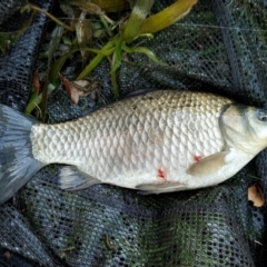 Carassius auratus (Goldfish) at Lawson, ACT - 1 May 2022 by LucaBiason