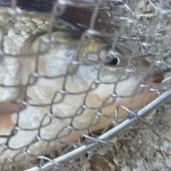 Carassius auratus at Lawson, ACT - 1 May 2022