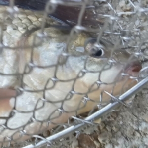 Carassius auratus at Lawson, ACT - 1 May 2022