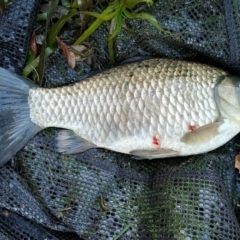 Carassius auratus at Lawson, ACT - 1 May 2022 04:35 PM