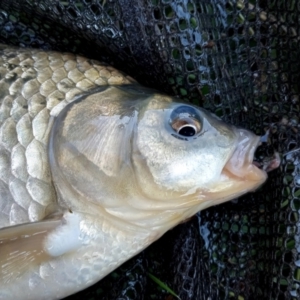 Carassius auratus at Lawson, ACT - 1 May 2022