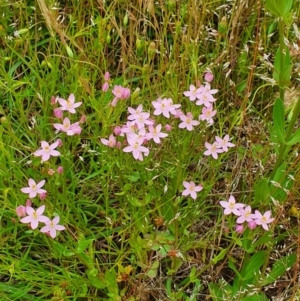 Centaurium sp. at Hackett, ACT - 23 Nov 2021