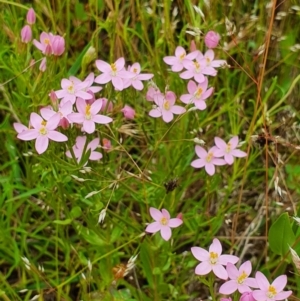 Centaurium sp. at Hackett, ACT - 23 Nov 2021