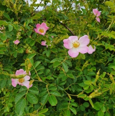 Rosa rubiginosa (Sweet Briar, Eglantine) at Mount Ainslie - 21 Nov 2021 by Helberth