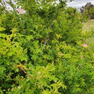 Rosa rubiginosa at Pialligo, ACT - 22 Nov 2021