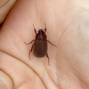 Sericesthis nigrolineata at O'Connor, ACT - 20 Nov 2021 07:13 PM