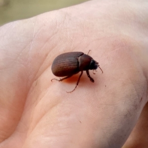 Sericesthis nigrolineata at O'Connor, ACT - 20 Nov 2021 07:13 PM