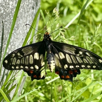 Papilio anactus (Dainty Swallowtail) at O'Connor, ACT - 9 Nov 2021 by AndrewCB