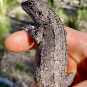 Amphibolurus muricatus at O'Connor, ACT - 9 Nov 2021 04:50 PM