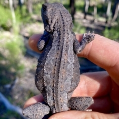 Amphibolurus muricatus at O'Connor, ACT - 9 Nov 2021 04:50 PM