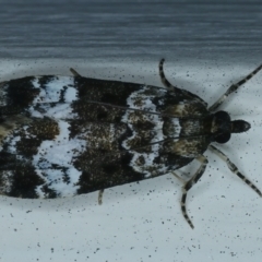 Eudonia protorthra (A Scopariine moth) at Ainslie, ACT - 23 Nov 2021 by jbromilow50