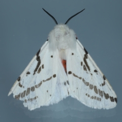 Ardices canescens (Dark-spotted Tiger Moth) at Ainslie, ACT - 23 Nov 2021 by jb2602