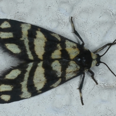 Asura lydia (Lydia Lichen Moth) at Ainslie, ACT - 23 Nov 2021 by jb2602