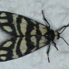 Asura lydia (Lydia Lichen Moth) at Ainslie, ACT - 23 Nov 2021 by jbromilow50