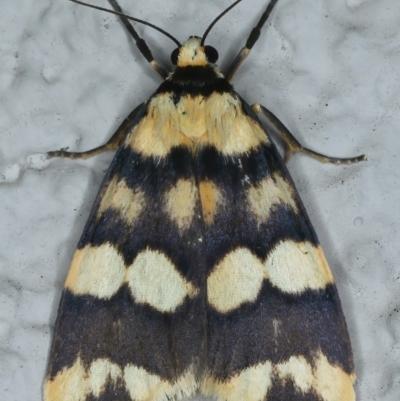 Termessa zonophanes (Double Yellow-patched Footman) at Ainslie, ACT - 23 Nov 2021 by jb2602