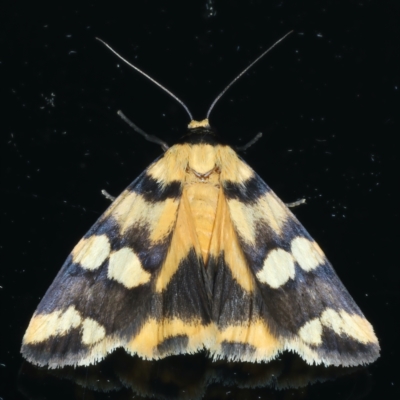 Termessa zonophanes (Double Yellow-patched Footman) at Ainslie, ACT - 23 Nov 2021 by jb2602