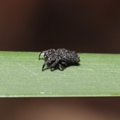 Arkys sp. (genus) at Acton, ACT - suppressed