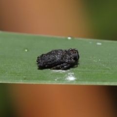 Arkys sp. (genus) at Acton, ACT - suppressed