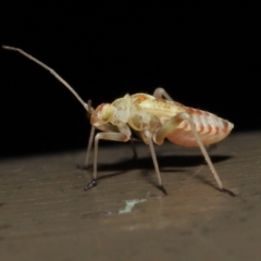 Unidentified True bug (Hemiptera, Heteroptera) at Acton, ACT - 21 Nov 2021 by TimL