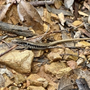 Eulamprus heatwolei at Paddys River, ACT - 6 Nov 2021