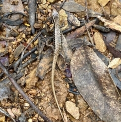 Eulamprus heatwolei at Paddys River, ACT - 6 Nov 2021