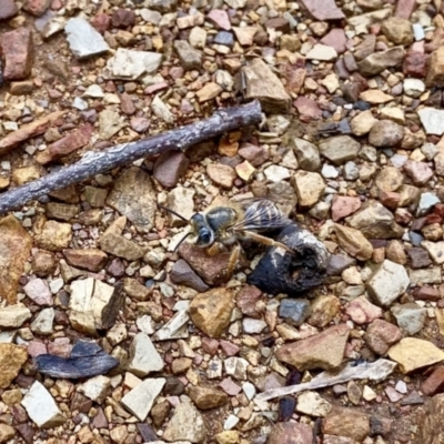 Trichocolletes sp. (genus) (Spring Bee) at Tidbinbilla Nature Reserve - 6 Nov 2021 by AndrewCB