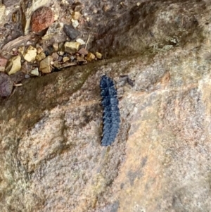 Lycidae sp. (family) at Paddys River, ACT - 6 Nov 2021 02:47 PM