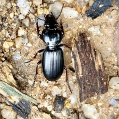 Eurylychnus blagravei (A Carab beetle) at Tidbinbilla Nature Reserve - 6 Nov 2021 by AndrewCB
