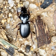 Eurylychnus blagravei (A Carab beetle) at Paddys River, ACT - 6 Nov 2021 by AndrewCB