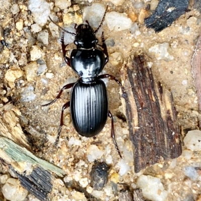 Eurylychnus blagravei (A Carab beetle) at Tidbinbilla Nature Reserve - 6 Nov 2021 by AndrewCB