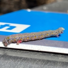 Chlenias banksiaria group (A Geometer moth) at Bruce, ACT - 9 Nov 2021 by AndrewCB