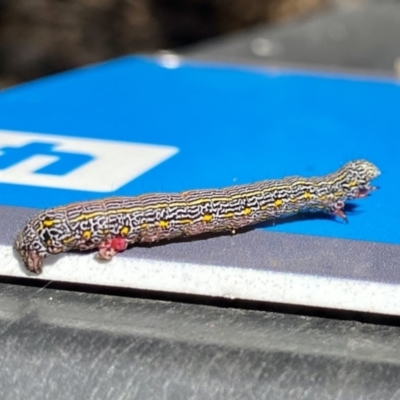 Chlenias banksiaria group (A Geometer moth) at Bruce Ridge - 9 Nov 2021 by AndrewCB