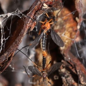 Ptilogyna bicolor at Acton, ACT - 21 Nov 2021