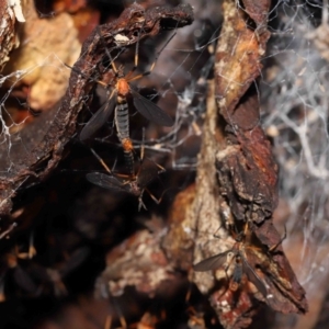 Ptilogyna bicolor at Acton, ACT - 21 Nov 2021