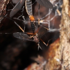 Ptilogyna bicolor at Acton, ACT - 21 Nov 2021