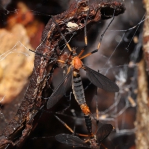 Ptilogyna bicolor at Acton, ACT - 21 Nov 2021