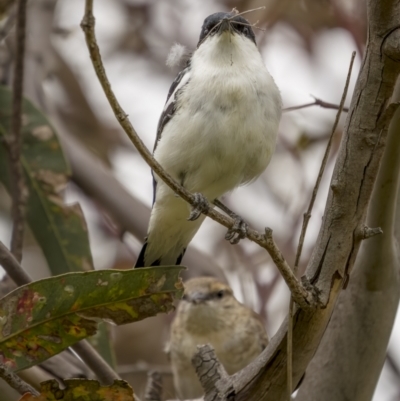 Lalage tricolor (White-winged Triller) at Pialligo, ACT - 23 Nov 2021 by trevsci