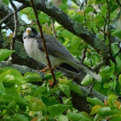 Manorina melanocephala (Noisy Miner) at Symonston, ACT - 22 Oct 2021 by CallumBraeRuralProperty